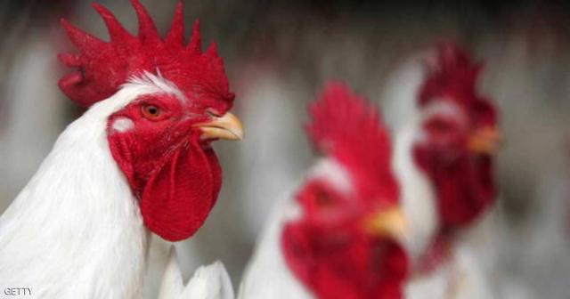 تعديل دجاج وراثيا.. والنتيجة بيض لمعالجة السرطان