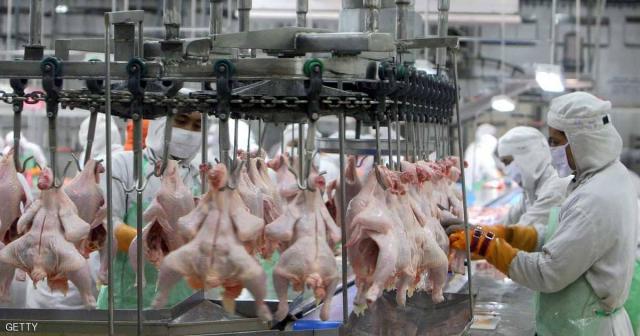 العلم يحذر من الخطأ الفادح قبل طهي الدجاج