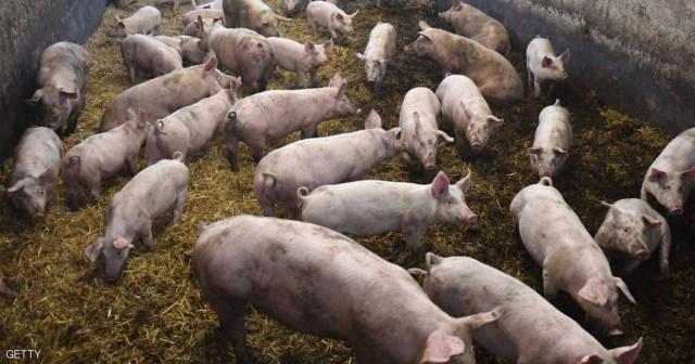 أبشع ميتة .. أكلتها الخنازير وهي حية