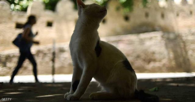 مصر.. القطط الجائعة التهمت جثة مربيها المسن