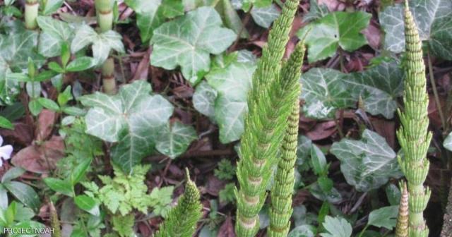 ذيل الحصان .. عشبة بمفعول سحري