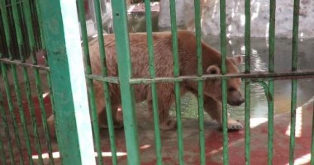 الدب الروسى الجديد يجذب زوار حديقة الحيوان