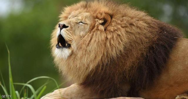 أسدان هائجان يرفضان وجبة اللحم.. ويفتكان بحاملها