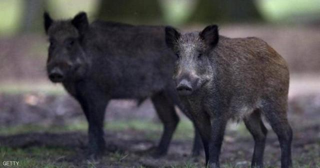بؤرة جديدة لحمى الخنازير الأفريقية في الصين