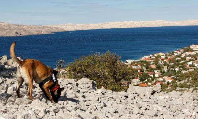 الكلاب المدربة