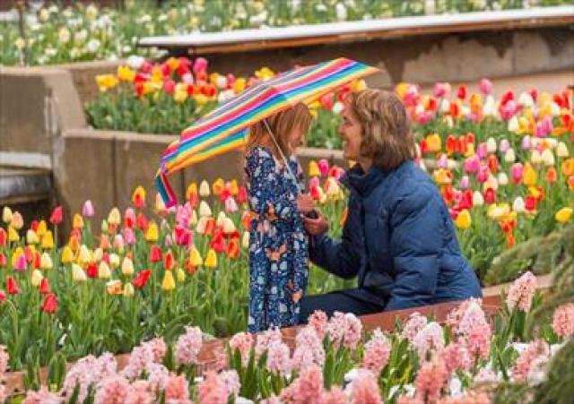 احتفالا بوصول الربيع.. كندا تستعد لمهرجان «التوليب» السنوي
