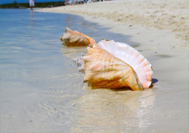 أخصائي تغذية: المحار يقدم حيا في المطاعم لهذا السبب