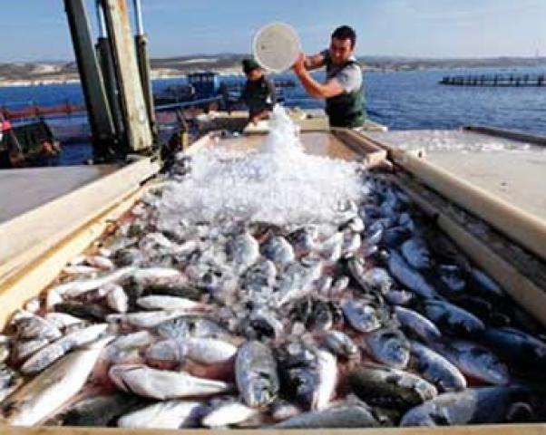 بحضور مسئولى 9 وزارات.. «زراعة النواب» تناقش «حماية وتنمية البحيرات والثروة السمكية»