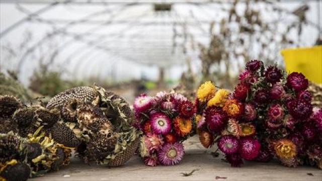 تعرف على أفضل طريقة لتجفيف الزهور.. ونصائح للحفاظ عليها