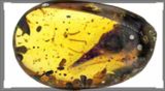 بحجم قطعة صنوبر.. اكتشاف أصغر نوع ديناصورات عرفها كوكب الأرض