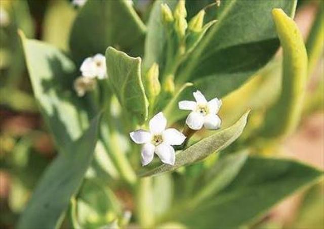 الرئيس التركمستاني ينصح بها لتجنب كورونا.. ما هي عشبة الحرمل؟