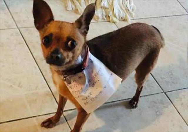 بسبب كورونا.. فتاة إسبانية في الحجر المنزلي تبعث كلبها برسالة لشراء المقرمشات