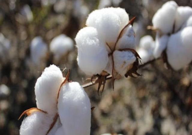 «الزراعة» تنتهي من إعداد تقاوي محصول القطن بأسعار العام الماضي