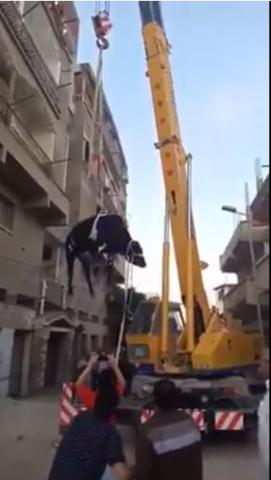 رفع عجل فوق سطح أحد العقارات