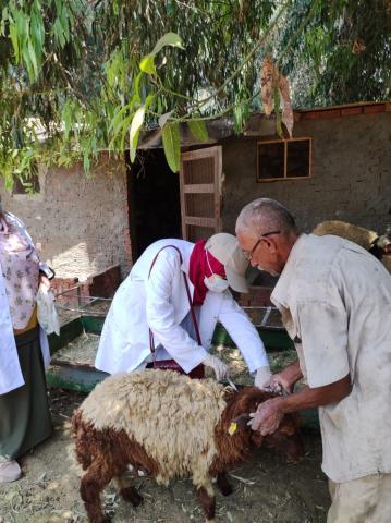 التموين تستعد لعيد الاضحى