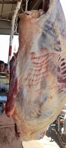 التموين :ضخ 8000 آلاف راس ماشيه خلال عيد الاضحى  بالمجمعات الاستهلاكية