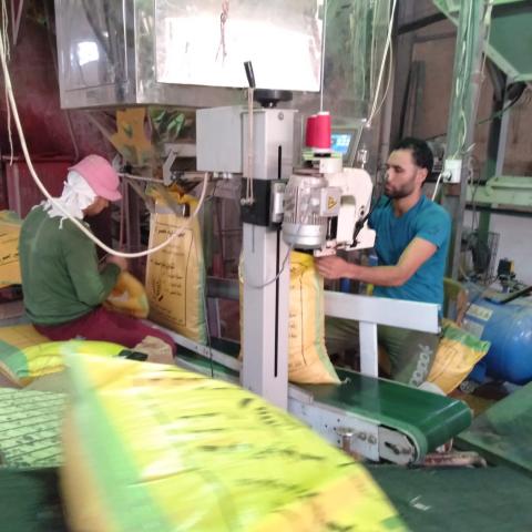 تجهيز التقاوى الشتوية