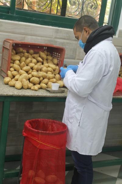 الزراعة”:  فحص ٩٣١ ألف طن من بطاطس المائدة خلال الموسم التصديري السابق