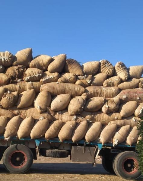 قطاع الأعمال”: بيع 136 ألف قنطار قطن في 7 محافظات ضمن منظومة التداول الجديدة