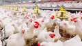 إنخفاض أسعار الفراخ البيضاء بالسوق...