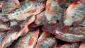 أسعار الأسماك والمأكولات البحرية اليوم...