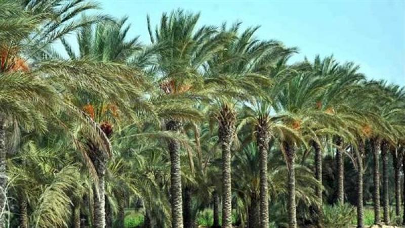 الزراعة تقدم توصيات فنية مهمة لمزارعي نخيل البلح