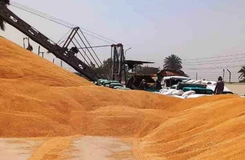 المالية تعلن زيادة سعر توريد القمح ومساندة مزارعي القطن