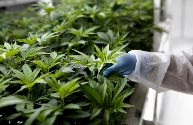 الماريغوانا الطبية تحقق نتائج واعدة في تخفيف أعراض التوحد