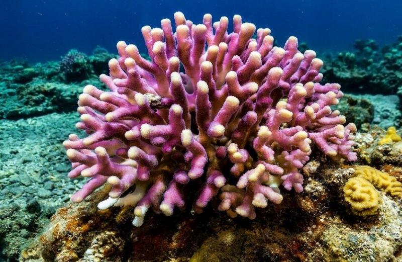 ابتكار حبر يسرع تجدد مستعمرات المرجان بمقدار 20 مرة