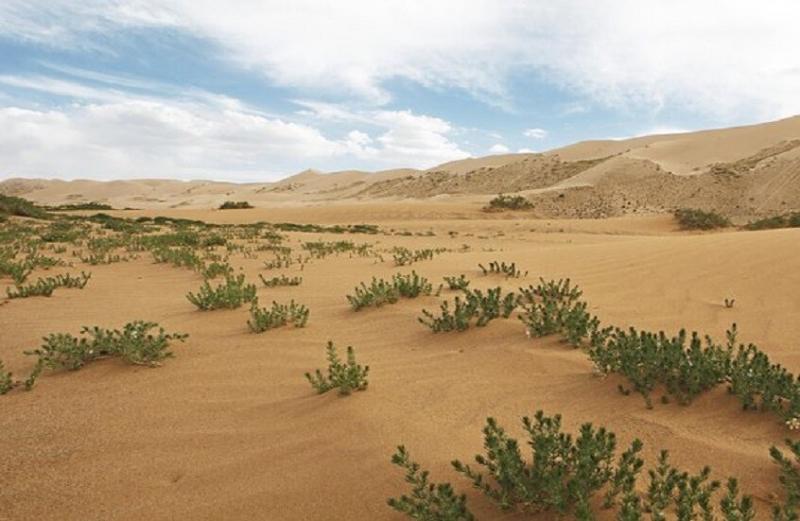 أول استخدام للنباتات ذات التأثير النفسي في العالم